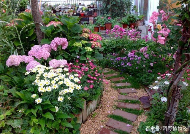 花园种植什么花木（花园种什么绿植）