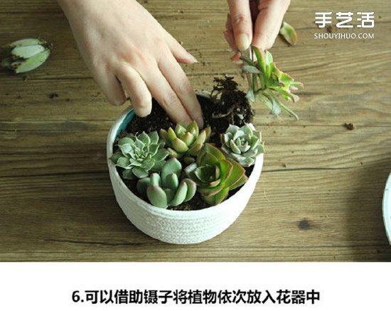 小植物怎么制做（植物diy制作方法）