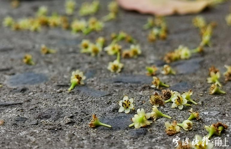 樟树开什么花（樟树开的花）