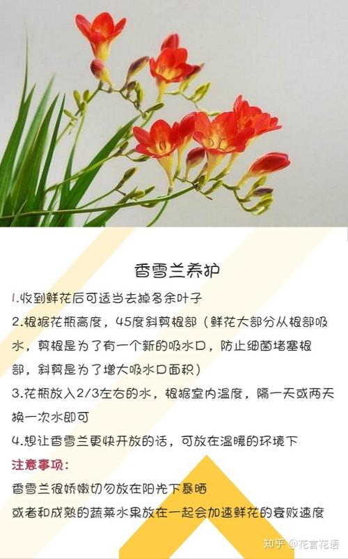 兰花怎么施肥怎么养-兰花草怎么施肥