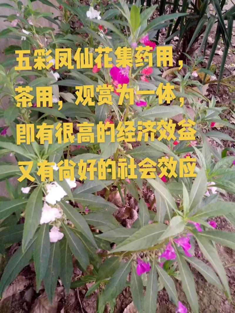 什么花种容易种-什么花容易种植