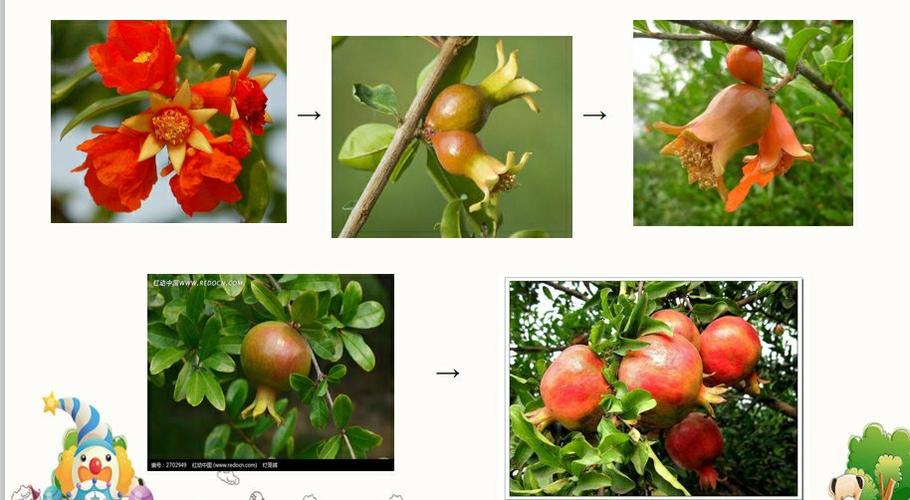 石榴苹果的种植方法和时间-石榴的栽培技术