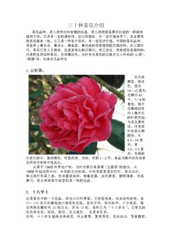 茶花表示什么，茶花表示什么含义