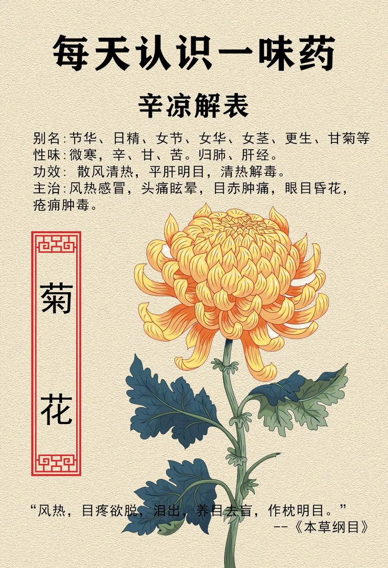 菊花喻义什么，菊花喻义什么生肖