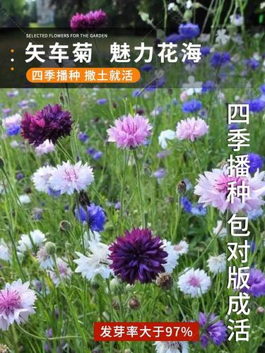 矢车菊种子怎么种，矢车菊种子怎么种植方法