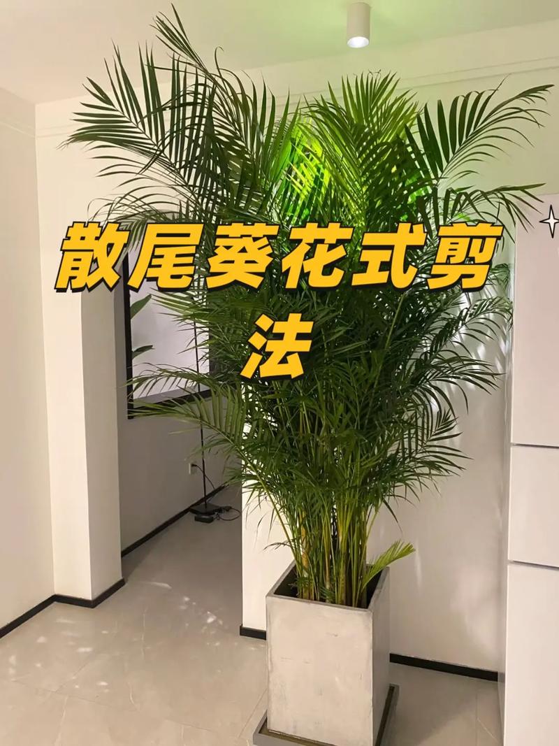 散尾葵怎么分株，散尾葵怎么分株视频