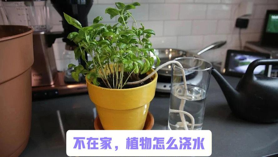 盆栽植物土不渗水，盆栽植物土不渗水怎么办