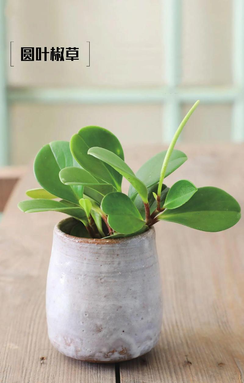 草本观叶植物 小盆栽，草本观叶植物 小盆栽有哪些