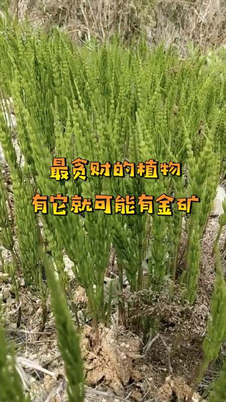 生长什么植物，金矿附近生长什么植物