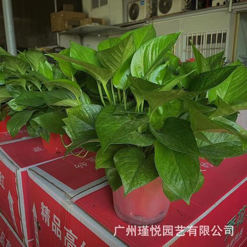 办公室盆栽植物大全，办公室盆栽植物大全及名称和图片