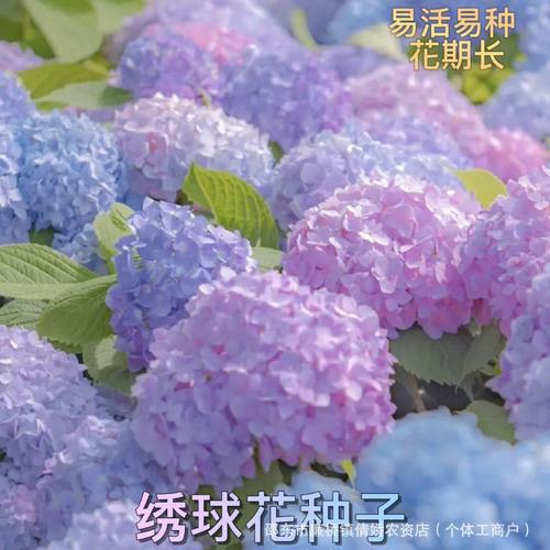 球花什么季节，球花什么季节开花