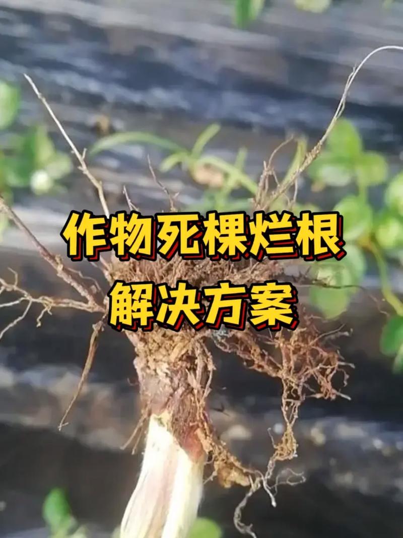 如何防止盆栽植物烂根，如何防止盆栽植物烂根的方法