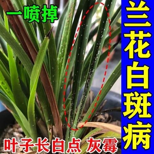 植物黑斑病怎么治，植物黑斑病怎么治疗