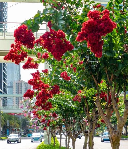 深圳养什么花，深圳养什么花最好活