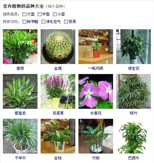 室内小盆栽植物图片及名称，室内小盆栽植物图片及名称大全