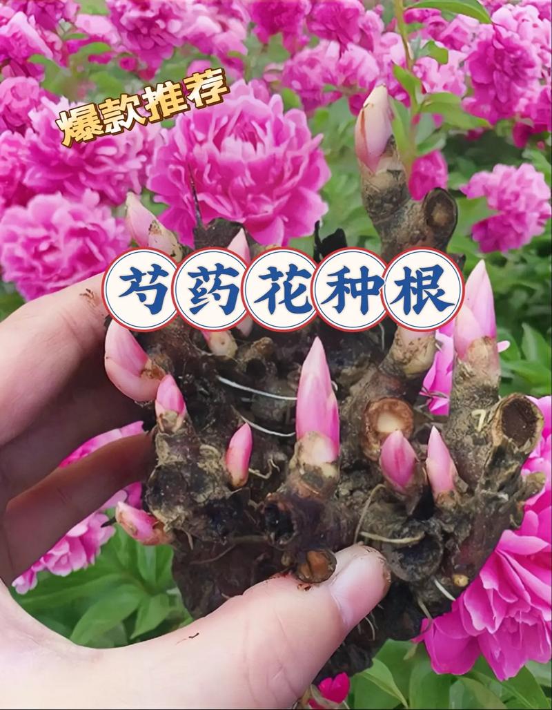 芍药根怎么栽，芍药根怎么栽种