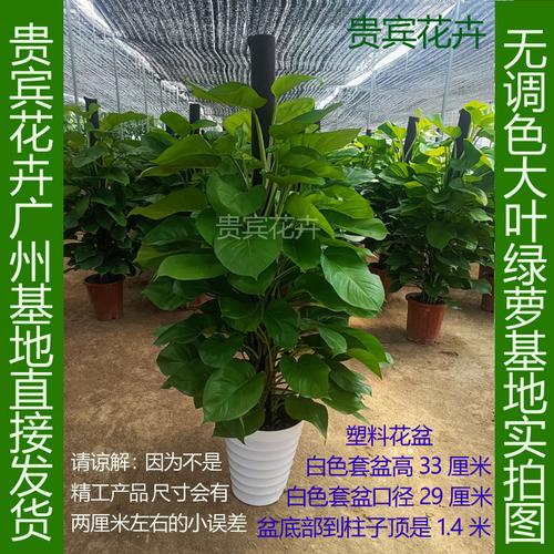 花卉植物盆栽批发厂家，花卉盆栽批发平台