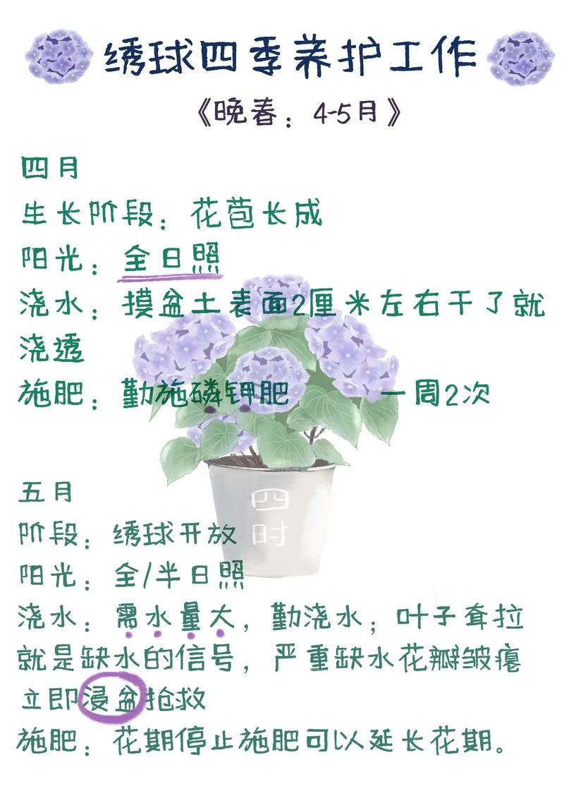 秀球怎么养，秀球怎么养植