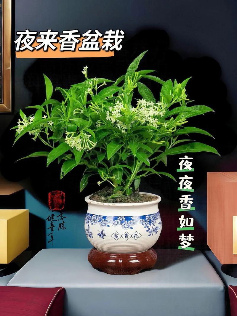 香薰植物盆栽怎么养，香薰植物盆栽怎么养护