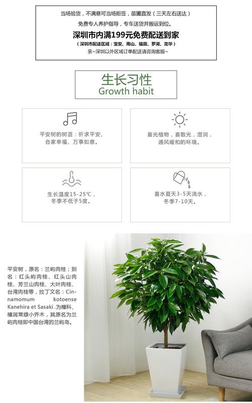 平安树怎么种，平安树怎么种植方法