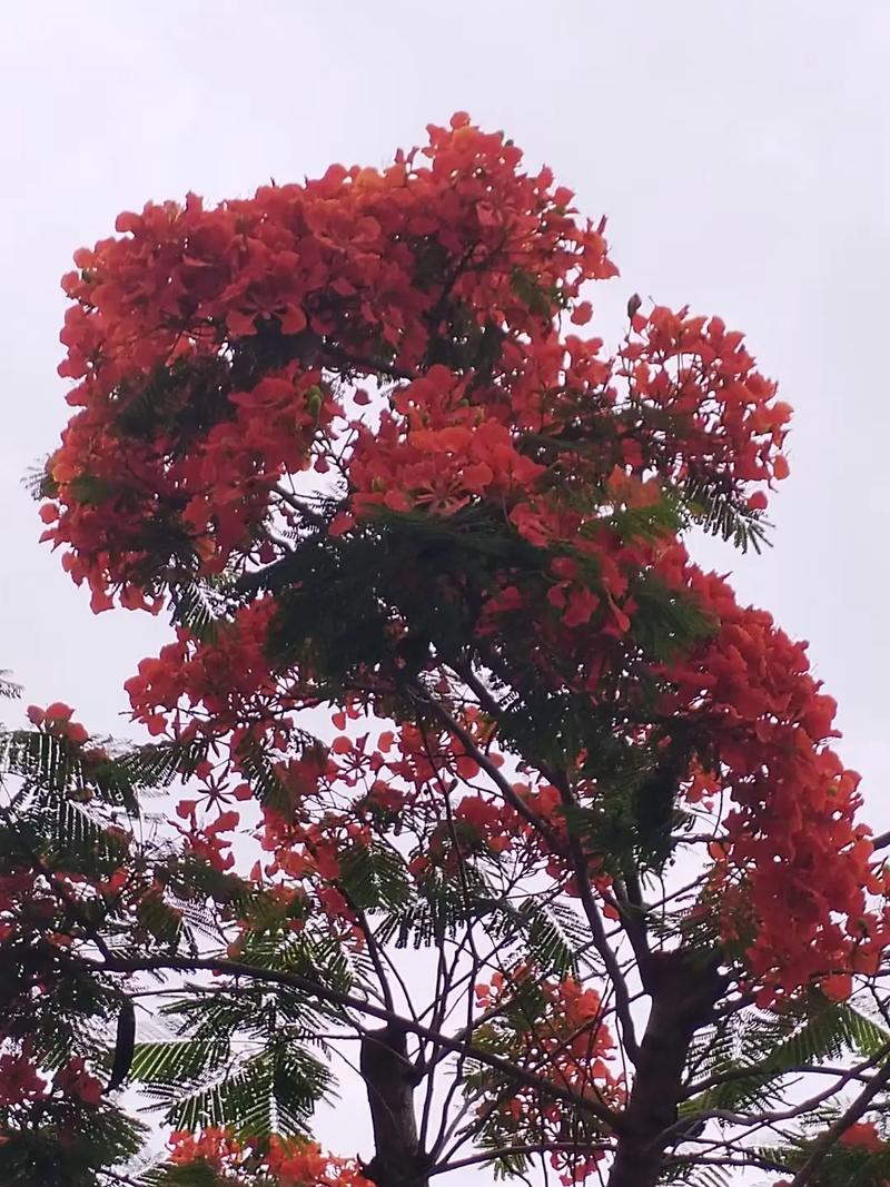 凤凰花怎么养，凤凰花怎么养能养好