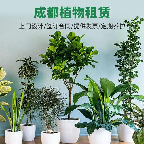 河北盆栽植物租赁厂家，河北盆栽植物租赁厂家有哪些