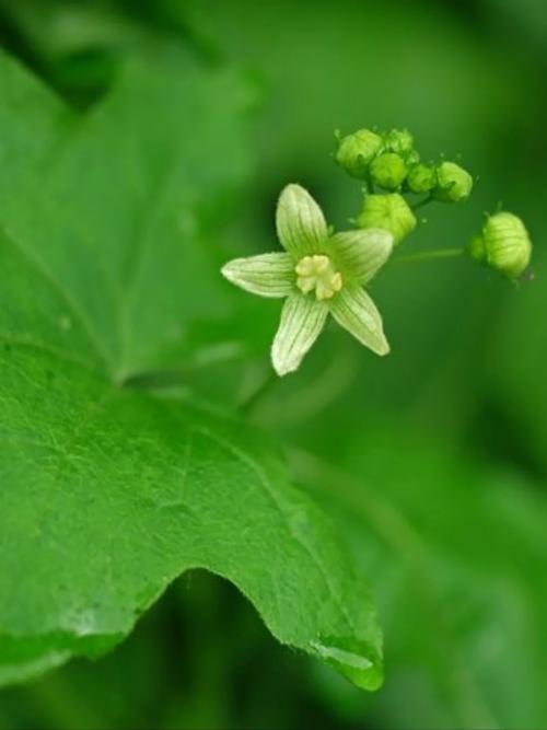 葫芦花了怎么办，葫芦花了怎么补救