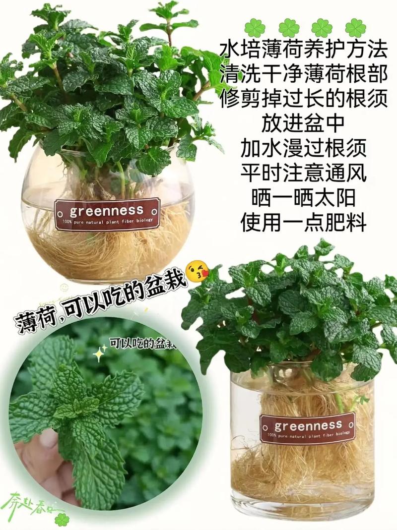 植物薄荷简介如何养护盆栽，植物薄荷简介如何养护盆栽视频