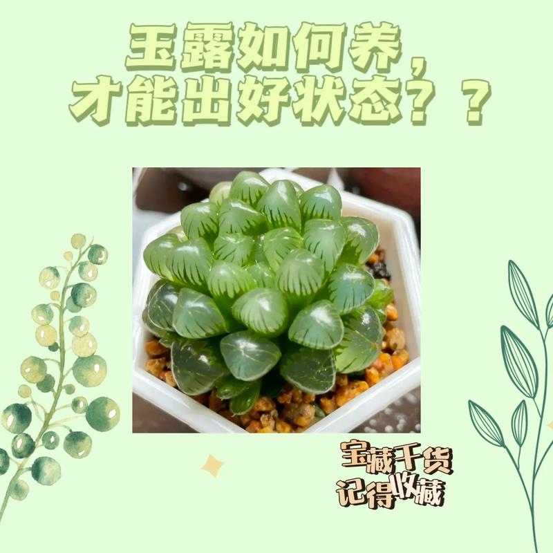 冬天多肉植物怎么养护，冬天多肉植物怎么养护和浇水