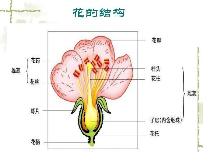 花有什么部位，花有什么部位组成