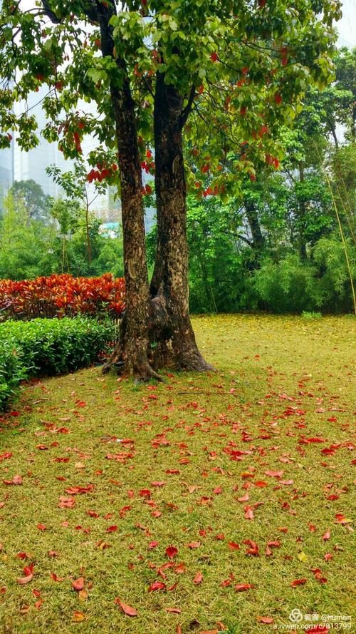 叶落花是什么，叶落花是什么花