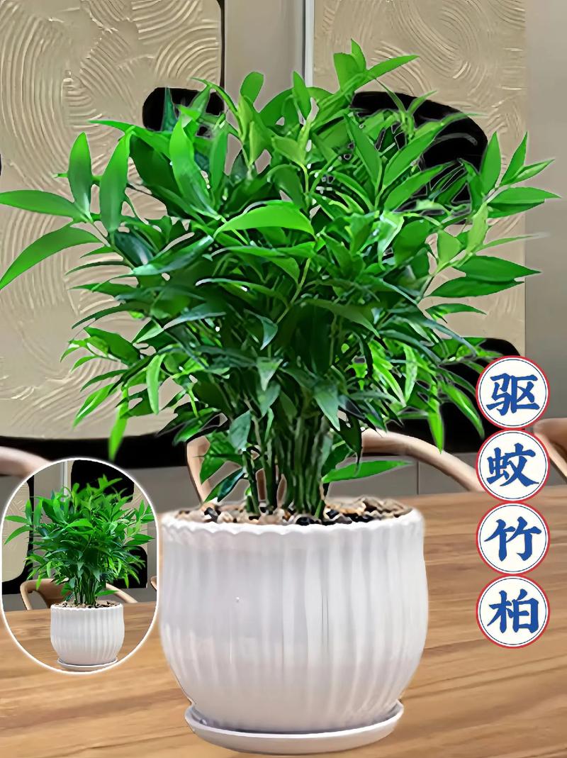 室内适合的盆栽植物，室内适合的盆栽植物有哪些