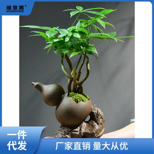 盆栽植物如何增加营养，盆栽植物如何增加营养价值