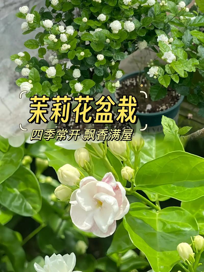 茉莉花中什么，茉莉花中什么时候开花