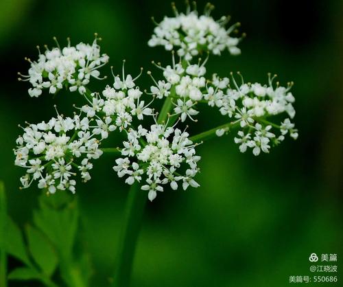 芹菜花是什么，芹菜花是什么样子图片