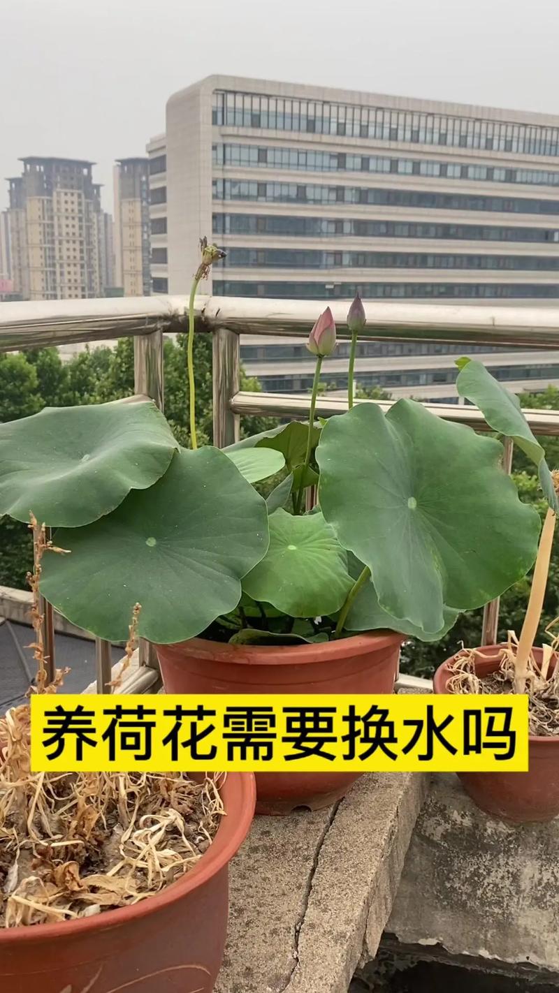 菏花怎么种，菏花怎么种植