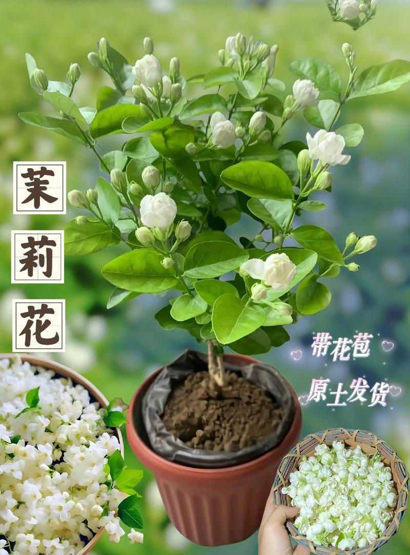 茉莉花用什么，茉莉花用什么土栽培最好