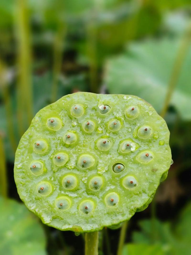 莲蓬子怎么种，莲蓬子怎么种植