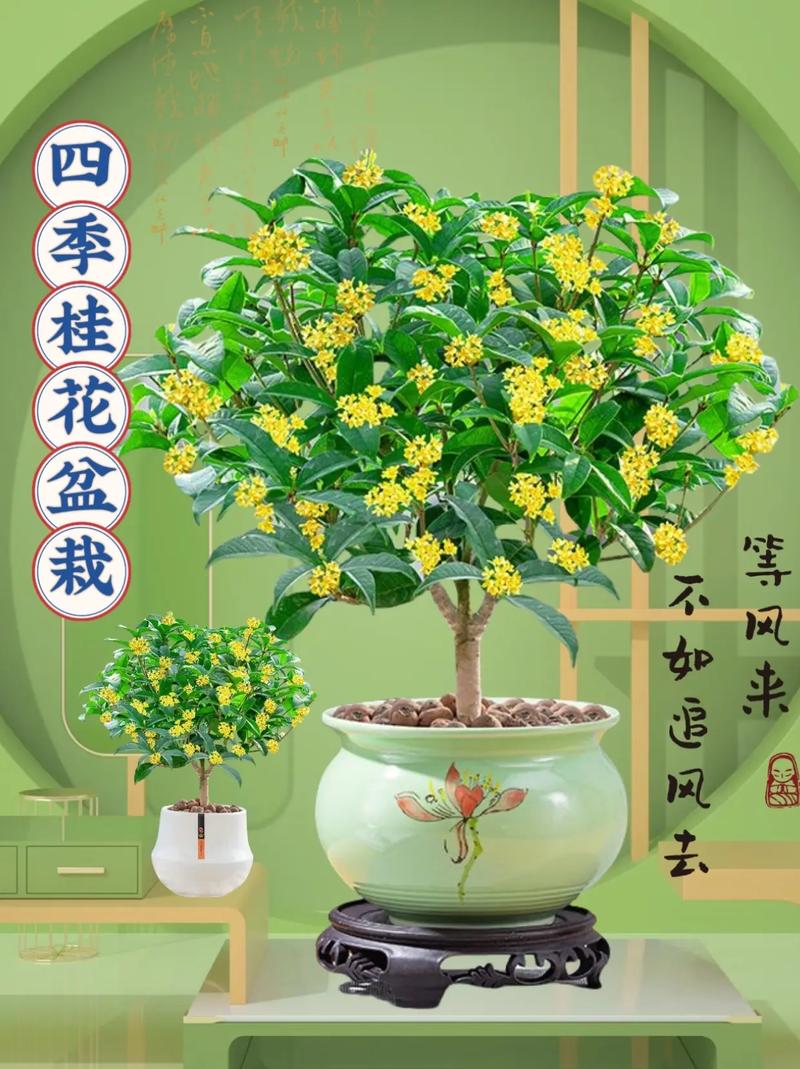 哪些植物可以当盆栽养呢，哪些植物可以当盆栽养呢视频