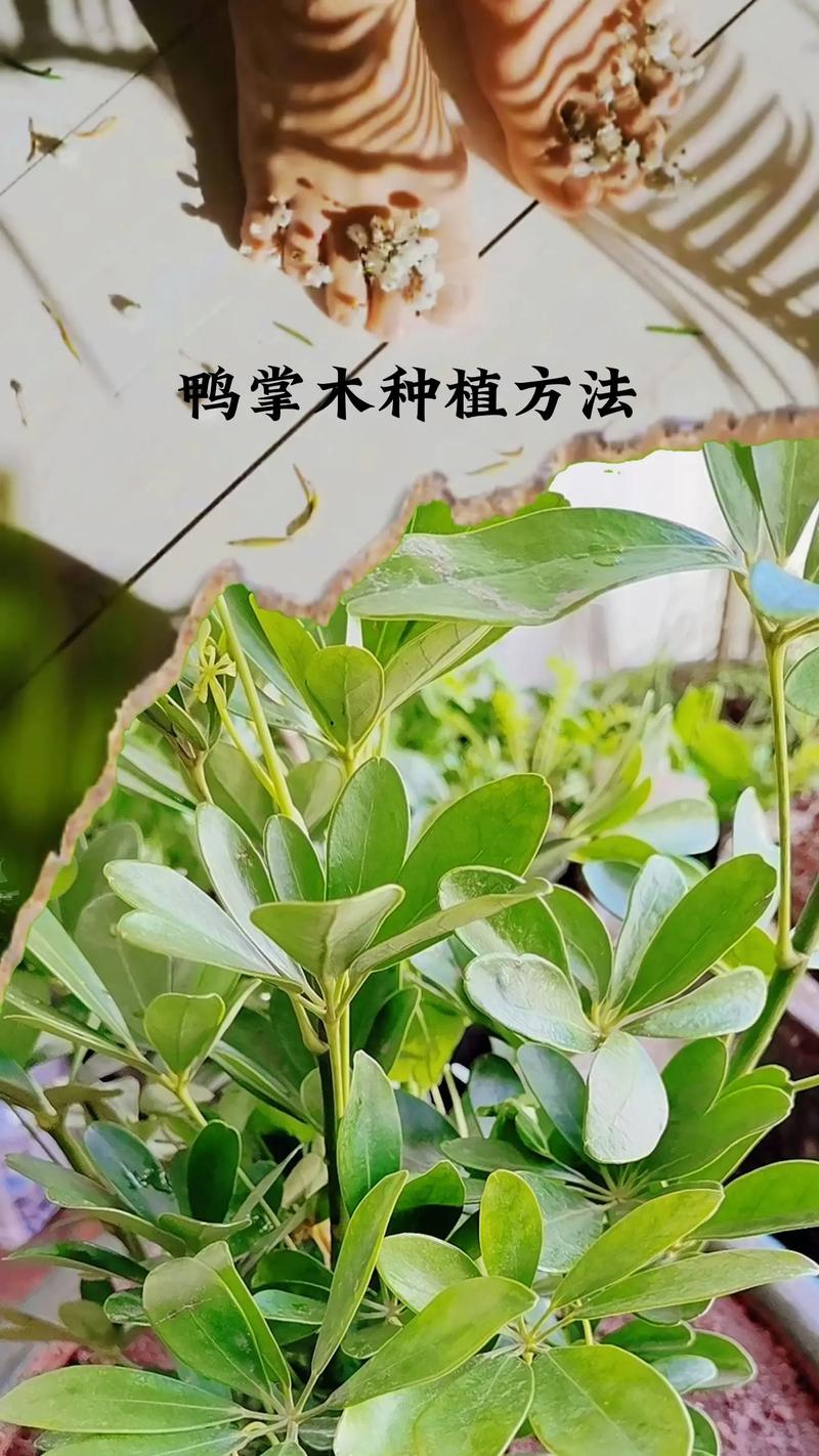 鸭掌花怎么养，鸭掌花怎么养才能更旺盛