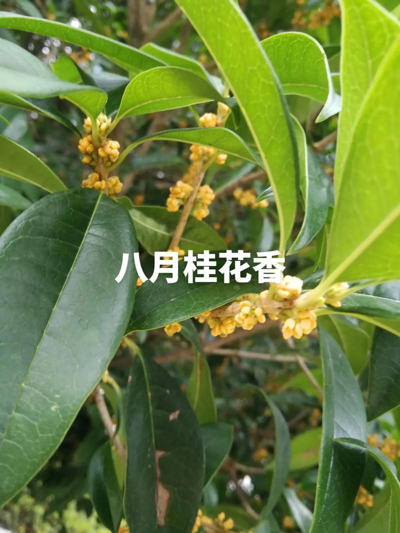 什么的桂花开，什么的桂花开了