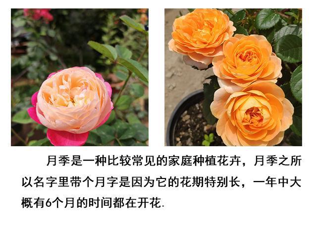 月玫瑰花什么，玫瑰花什么时候开花