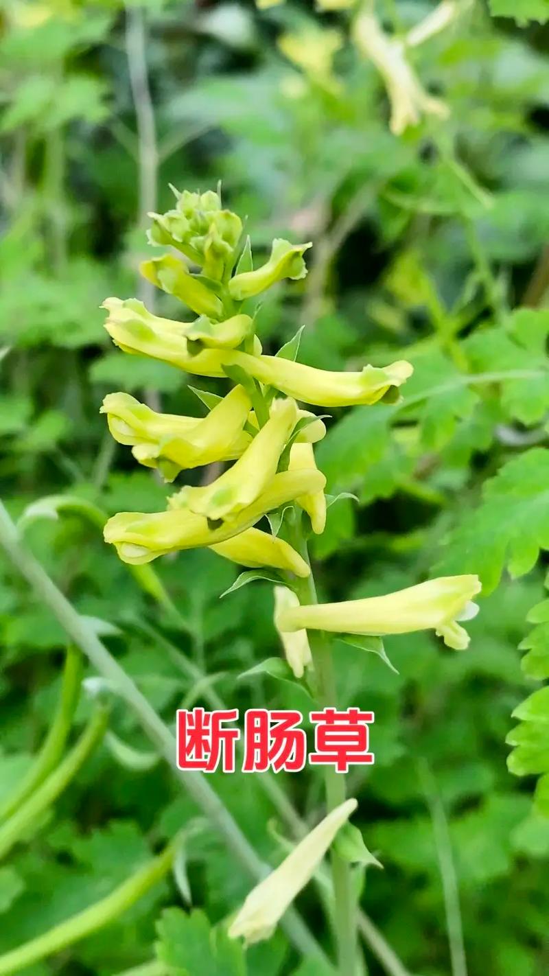 黄堇是什么花，黄堇是什么科