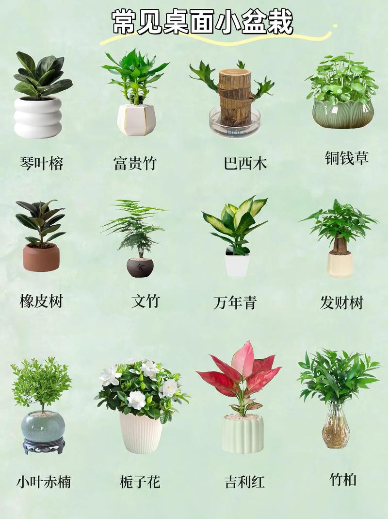 小型盆栽植物名单图片，小型盆栽植物名单图片大全