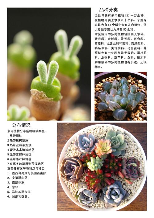 植物多肉盆栽介绍图，植物多肉盆栽介绍图片