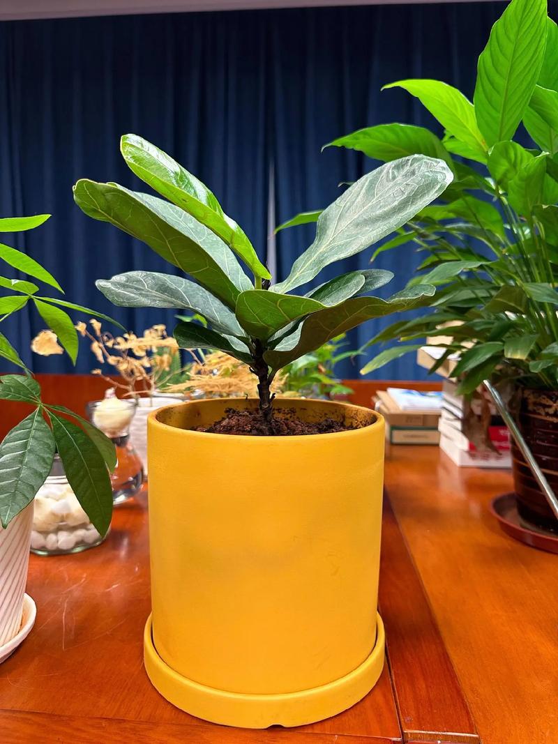 室内盆栽植物那些好，室内盆栽植物那些好养活