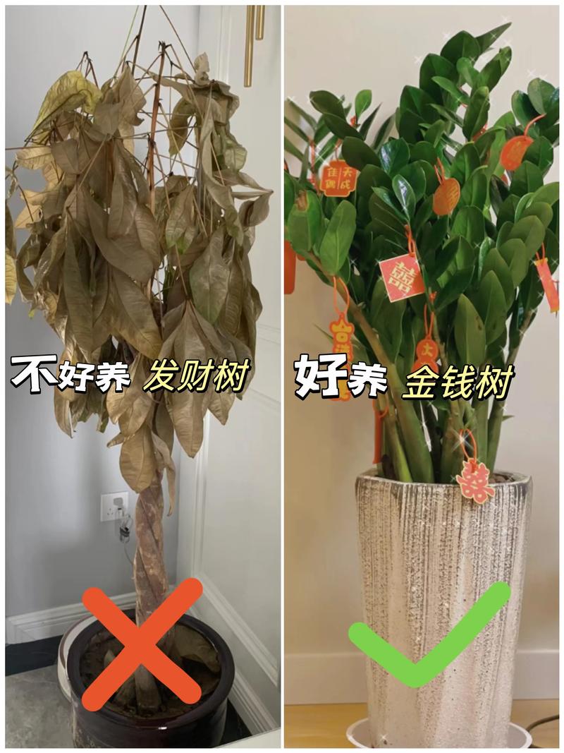 盆栽植物大小对比图片，盆栽植物大小对比图片大全