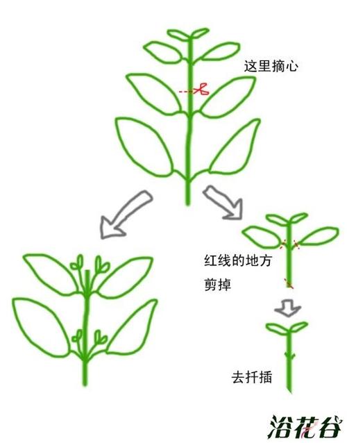 六倍利怎么摘心，六倍利摘心图解