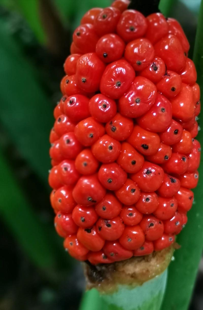 花的叫什么芋，芋头的花叫什么名字