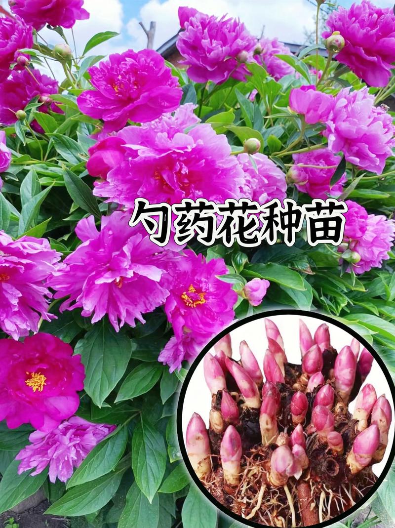 勺药花怎么养，勺药花怎么养护